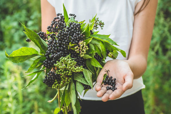 The Must-Read Guide On Elderberry Benefits For Your Health
